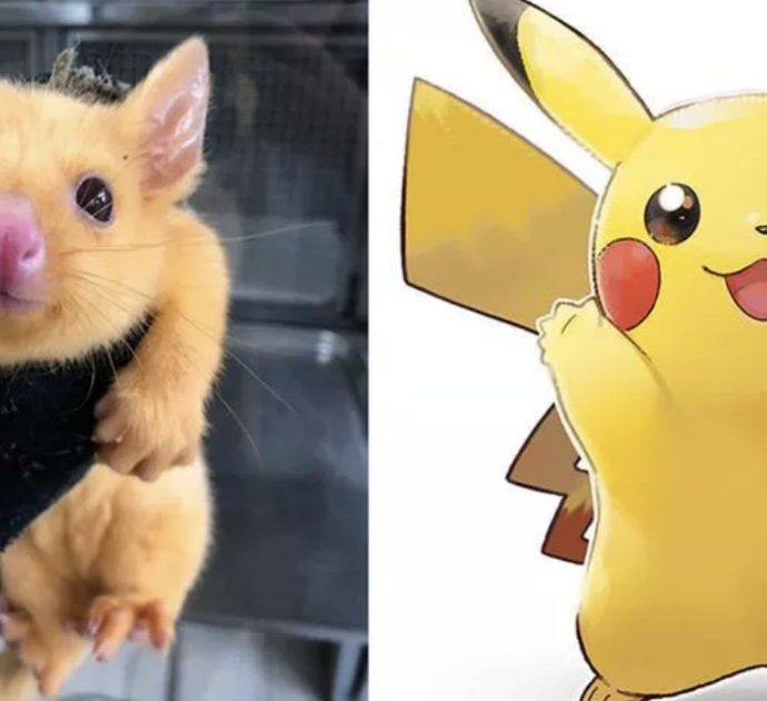 Pokémon, Pikachu esiste davvero: è un raro tricosuro volpino dorato e vive in Australia