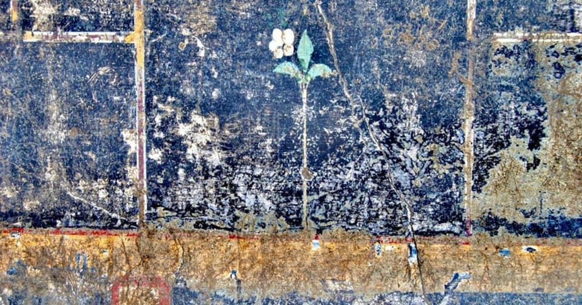 Pompei, c’è un nuovo mistero: sul muro della villa spuntano un fiore bianco e la scritta “Mummia”