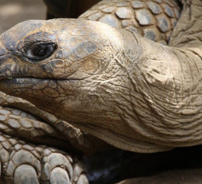 Neonata muore dopo aver bevuto sangue di tartaruga: “Credevano la proteggesse dal virus”