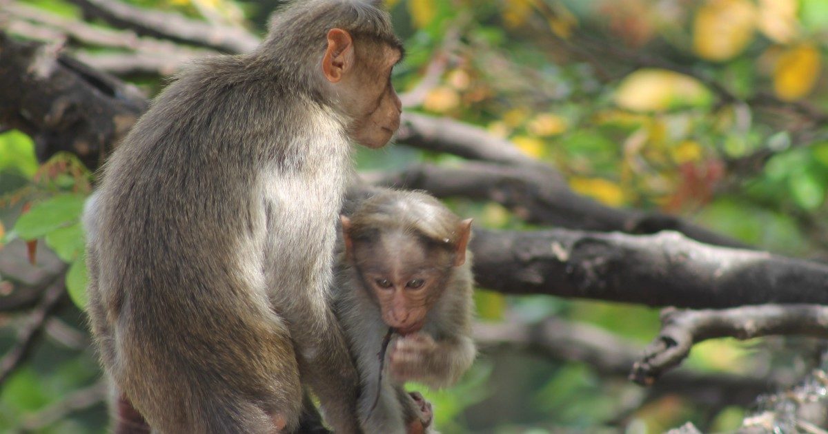 Scimmie si intrufolano in un laboratorio e rubano campioni di sangue “potenzialmente infetto da Covid-19”: “Ora c’è il rischio che diffondano il virus”