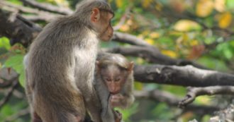 Copertina di Gli attacchi delle scimmie preoccupano il Giappone: 42 persone ferite in un mese