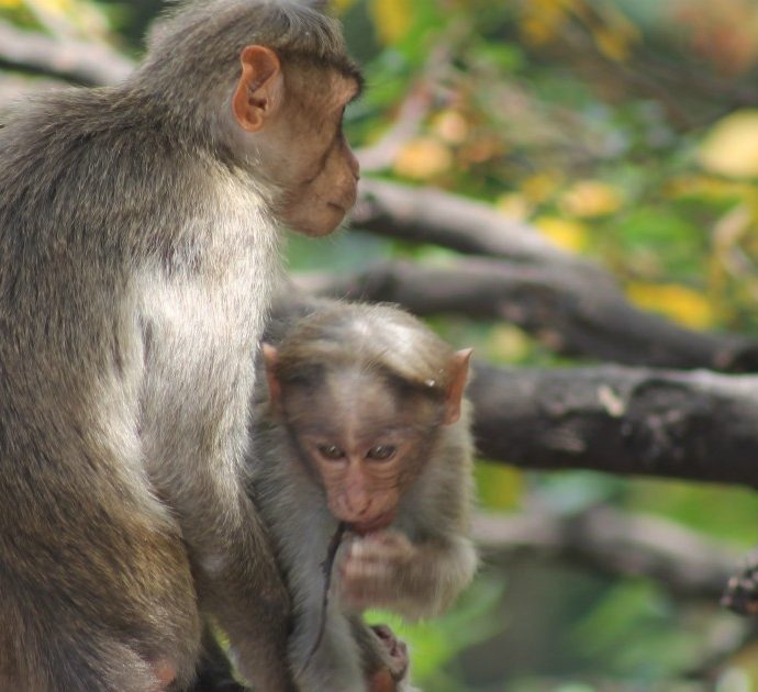 Scimmie si intrufolano in un laboratorio e rubano campioni di sangue “potenzialmente infetto da Covid-19”: “Ora c’è il rischio che diffondano il virus”