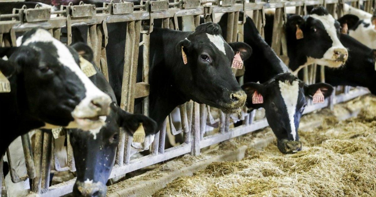 Consumo di carne, la realpolitik della Fao: “A livello globale crescerà. Condividere tecnologie per la sostenibilità coi Paesi in via di sviluppo”