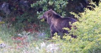 Copertina di Abruzzo, nel Parco Nazionale spunta all’improvviso l’orso: restano immobili e lo riprendono a pochi metri. Le immagini