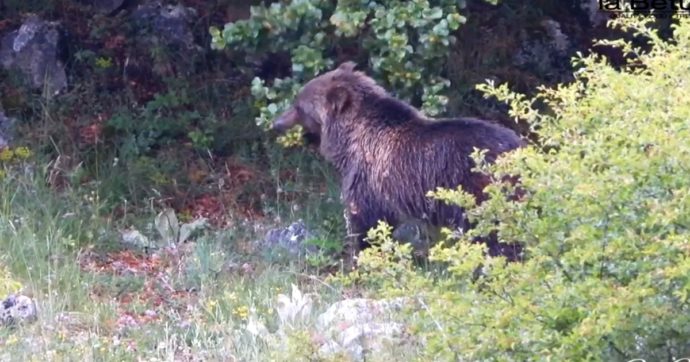 Trentino, padre e figlio feriti da un orso a 1.500 metri: “È uscito dal bosco come un fulmine”