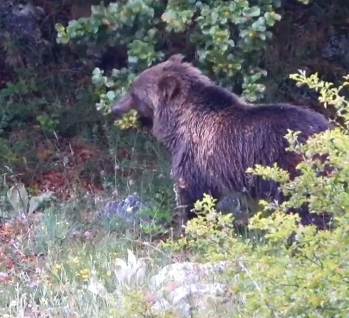 Abruzzo, nel Parco Nazionale spunta all’improvviso l’orso: restano immobili e lo riprendono a pochi metri. Le immagini