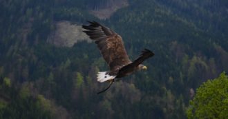 Copertina di Bolzano, aquila reale uccisa nel nido mentre covava: associazione ambientalista offre mille euro di ricompensa a chi trova il bracconiere