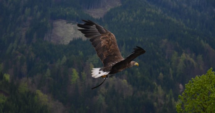 Bolzano, aquila reale uccisa nel nido mentre covava: associazione ambientalista offre mille euro di ricompensa a chi trova il bracconiere