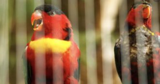 Copertina di Bimba pakistana di 8 anni libera due pappagalli da una gabbia e per questo viene uccisa