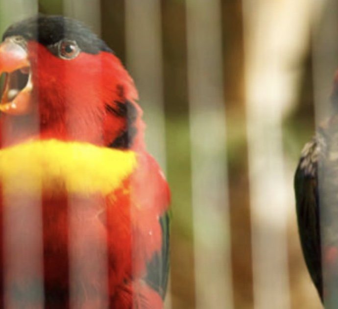 Bimba pakistana di 8 anni libera due pappagalli da una gabbia e per questo viene uccisa