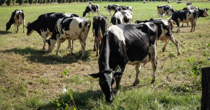 Gas serra, i bovini di per sé c’entrano poco: l’eccesso di anidride carbonica si deve ad altro