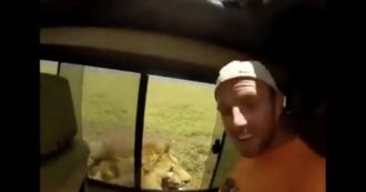 Copertina di Turista stuzzica il leone che riposa: l’animale reagisce, lui rischia un braccio per un selfie