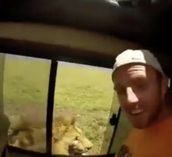 Turista stuzzica il leone che riposa: l’animale reagisce, lui rischia un braccio per un selfie