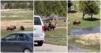 Copertina di L’orso contro il bisonte: in un parcheggio nel parco di Yellowstone la lotta per la sopravvivenza