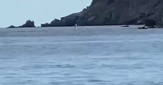 Copertina di Isola di Capraia, avvistata una foca monaca: il video girato da un turista. Da 50 anni non si riproduce in Italia