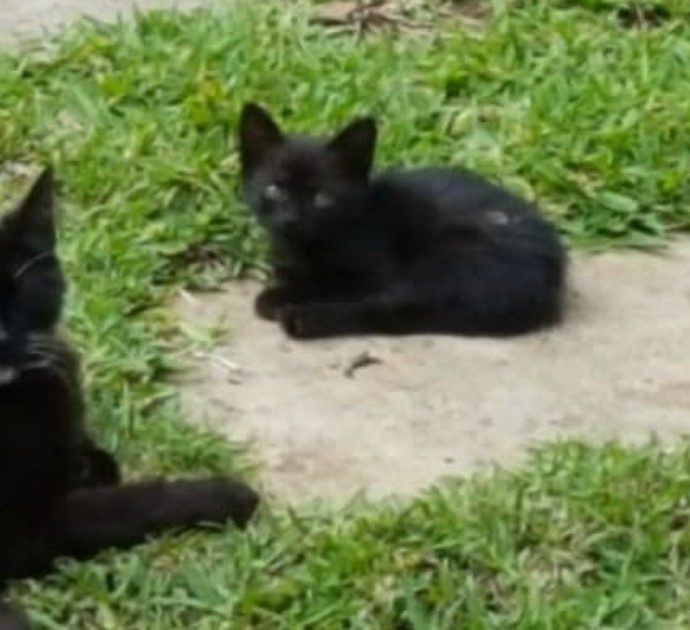 “I gatti zombie graffiano le porte di notte e si comportano stranamente”: i randagi terrorizzano gli abitanti di Los Angeles