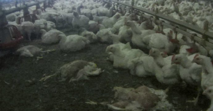 Maltrattati, nutriti in continuazione e riempiti di antibiotici: così allevano (legalmente) i polli Aia