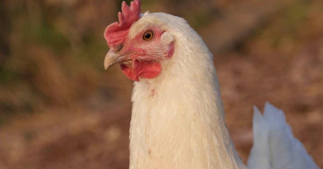 Polli allevati per ottenere più carne possibile, per il governo “benessere animale tutelato”. Ma per l’Ue la selezione genetica ha ripercussioni disastrose