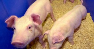 Copertina di Cina, lo studio: “Scoperto un virus nei maiali che ha il potenziale per diventare pandemico”