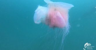 Copertina di Trieste, avvistata la più grande medusa del Mediterraneo: può arrivare fino a un metro di diametro