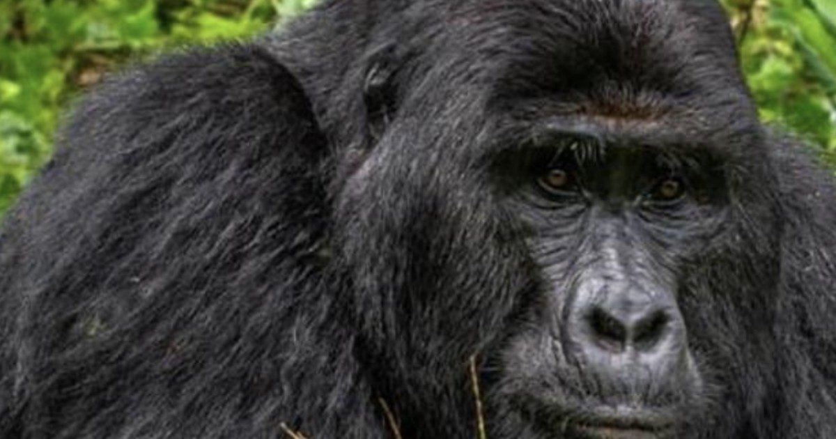 Rafiki ucciso da quattro bracconieri: il gorilla “re” dell’Uganda pugnalato a morte