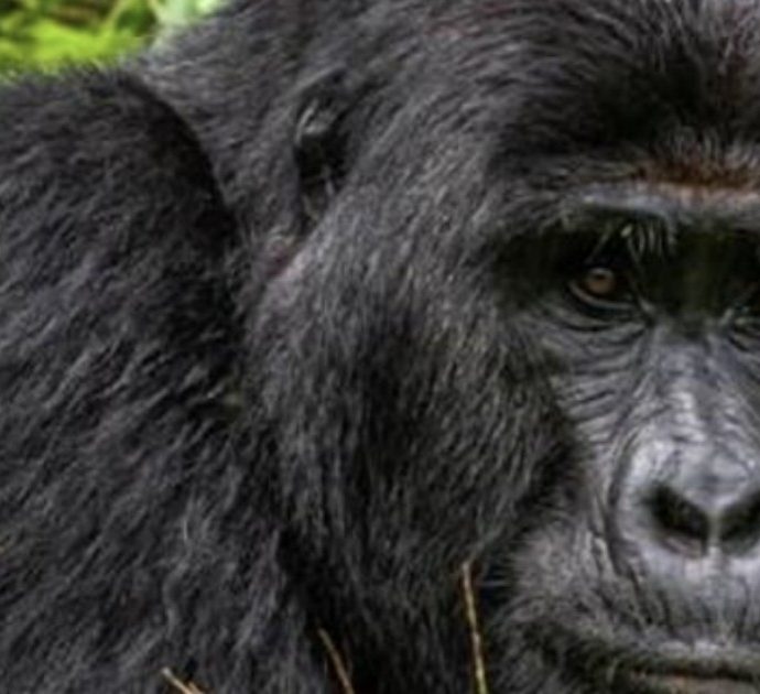 Rafiki ucciso da quattro bracconieri: il gorilla “re” dell’Uganda pugnalato a morte