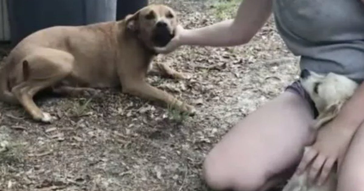 Bambino di tre anni si allontana da casa, ritrovato insieme ai suoi due cani: “Lo hanno protetto”