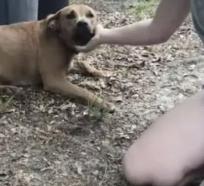 Bambino di tre anni si allontana da casa, ritrovato insieme ai suoi due cani: “Lo hanno protetto”