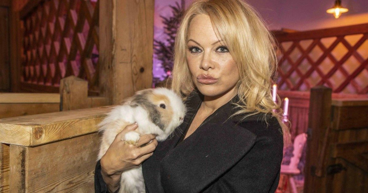 Pamela Anderson divorzia da Dan Hayhurst: “È uno stronzo”