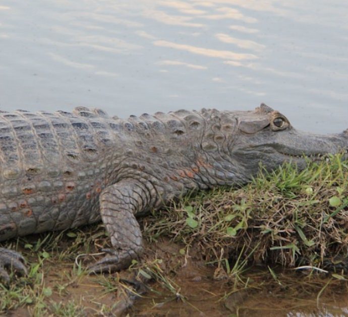 Scappa dall’elefante, si tuffa nel fiume e viene azzannato da un coccodrillo: la storia dallo Zimbabwe