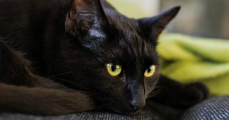 Copertina di Il gatto bandito evade dal carcere di massima sicurezza: era detenuto per aver introdotto sim e droga nel penitenziario