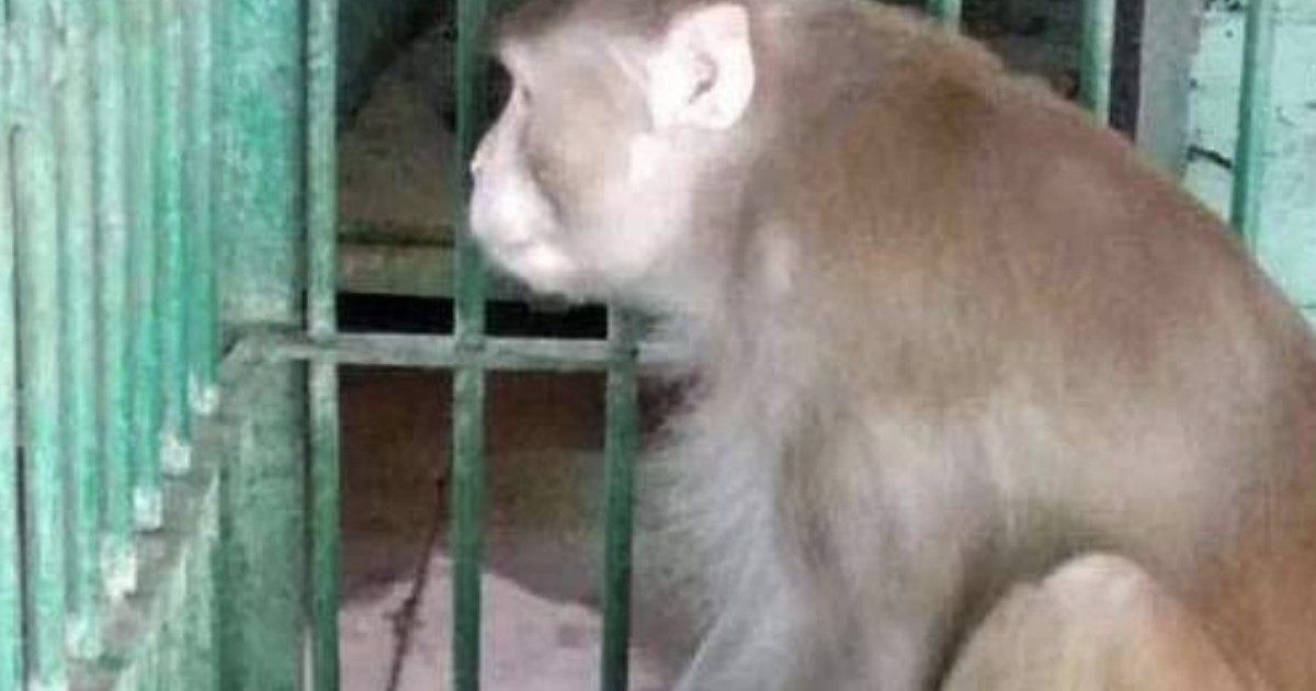 Scimmia alcolista ferisce 250 persone e ne uccide una: era abituata a bere e a mangiare carne