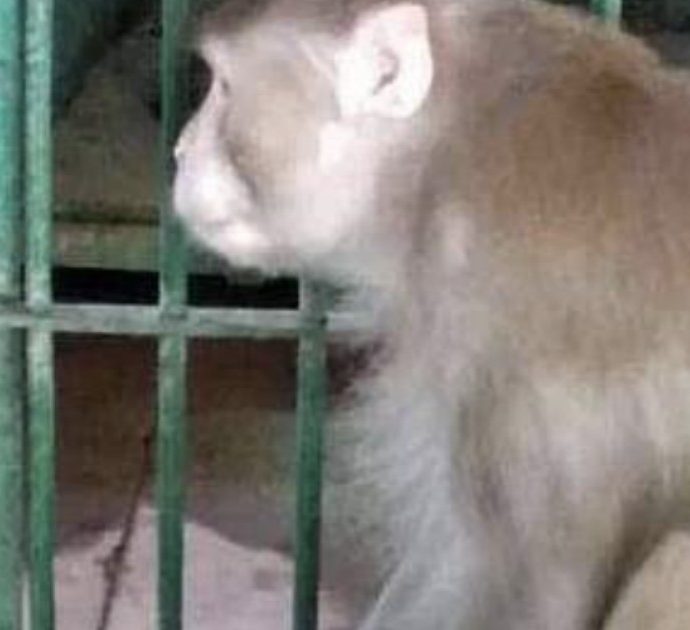 Scimmia alcolista ferisce 250 persone e ne uccide una: era abituata a bere e a mangiare carne