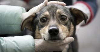 Copertina di Cina, al via il festival della carne di cane di Yulin: migliaia di animali macellati. “Crudeltà incredibile”
