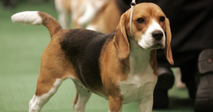 Cani anti-Covid: il loro fiuto meglio dei tamponi, riconoscono l’infezione anche prima che si manifestino i sintomi