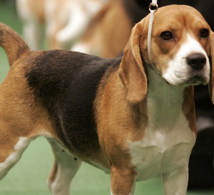Cani anti-Covid: il loro fiuto meglio dei tamponi, riconoscono l’infezione anche prima che si manifestino i sintomi