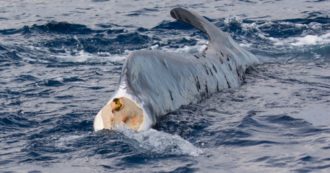 Copertina di La balenottera Codamozza arrivata nel Santuario dei cetacei. I ricercatori: “Ha bisogno di tranquillità, niente barche a osservarla”