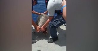 Copertina di Eolie, tartaruga rimessa in mare dopo un mese di riabilitazione. Aveva un amo nell’esofago – Le immagini