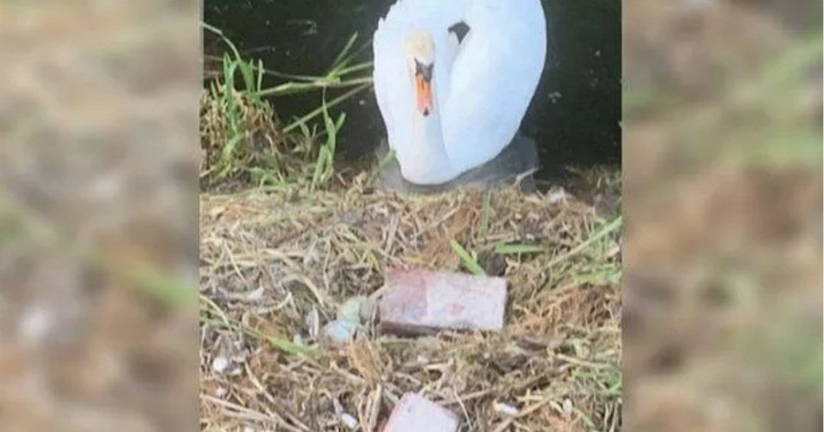 Cigno femmina muore di “crepacuore”: dei vandali hanno distrutto a colpi di mattone le sue uova
