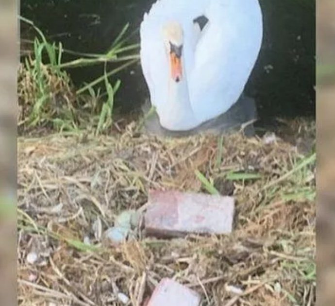 Cigno femmina muore di “crepacuore”: dei vandali hanno distrutto a colpi di mattone le sue uova