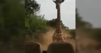 Copertina di La giraffa è infastidita dai turisti durante un safari: si infuria e insegue il fuoristrada – Video