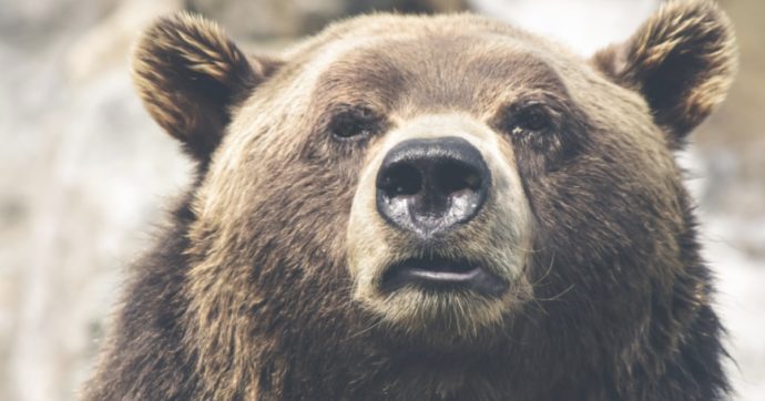 Cacciatori aggrediti da un orso sul monte Peller, il presidente della giunta provinciale di Trento firma ordinanza di abbattimento
