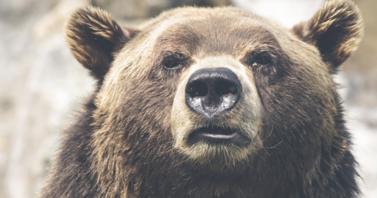 Ci si può difendere dall'aggressione di un orso? 
