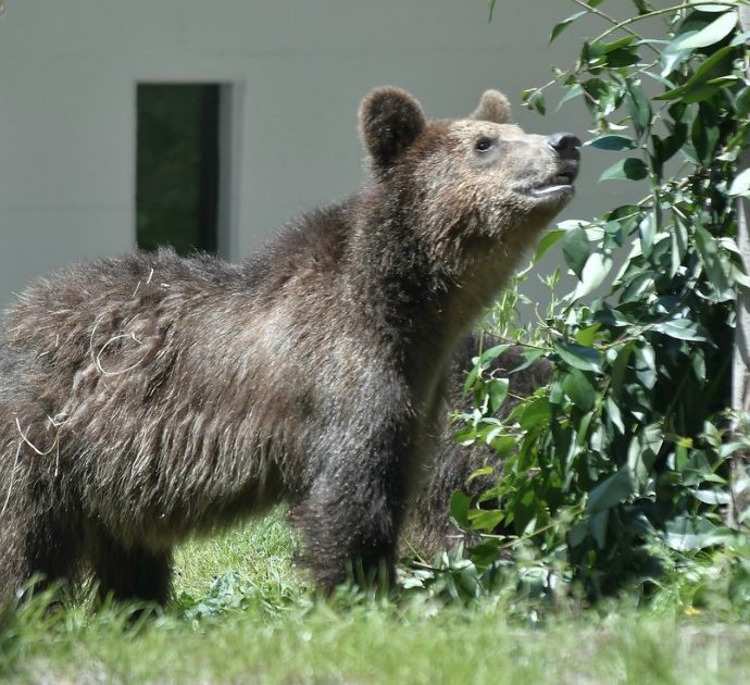 “Causa ordinanza di uccisione orso, qui non si affitta ai trentini”: la ‘protesta’ di una casa vacanze in Puglia diventa virale