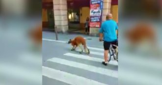 Copertina di Savona, un canguro a spasso per le strade del centro: le immagini