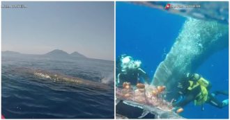 Copertina di Isole Eolie, capodoglio di 10 metri intrappolato in rete da pesca illegale: il video del salvataggio