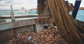 Isola d’Elba, pesci morti e fondali inquinati ma le ecoballe restano in fondo al mare per la burocrazia. Greenpeace: “Bomba ecologica”