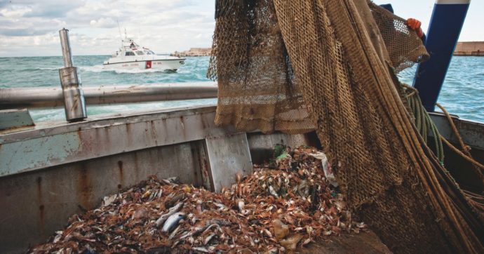 Copertina di Isola d’Elba, pesci morti e fondali inquinati ma le ecoballe restano in fondo al mare per la burocrazia. Greenpeace: “Bomba ecologica”