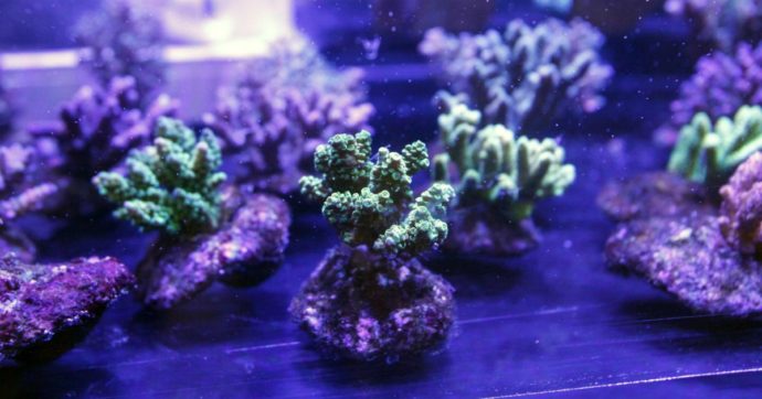 Asportare corallo in un’area protetta è un delitto contro l’ambiente. La Cassazione lo ha stabilito