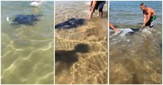 Copertina di Puglia, manta sorprende i bagnanti in riva al mare a Vieste. Due di loro la aiutano a prendere il largo